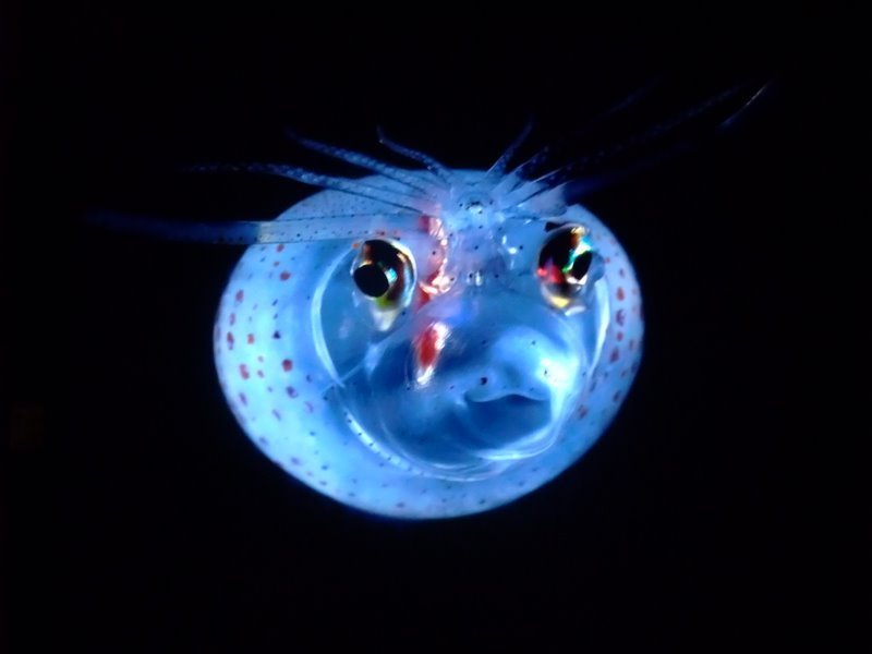 Нереально красивые глубоководные, прозрачные cветящиеся существа