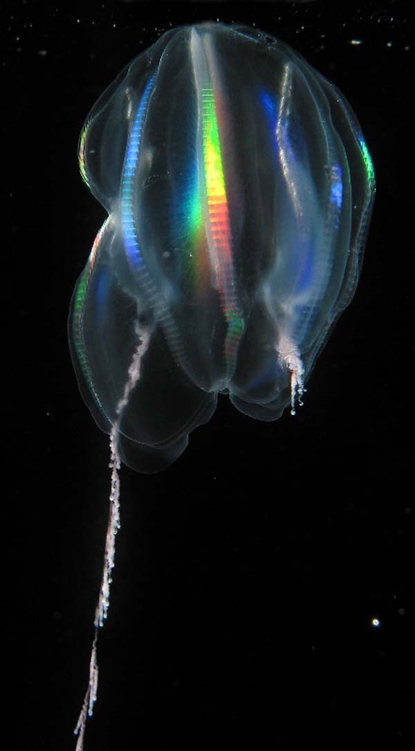 Нереально красивые глубоководные, прозрачные cветящиеся существа