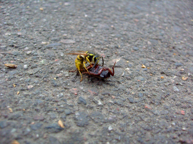 Фото Рустама Ниязова: оса, подбирающая мертвого жука