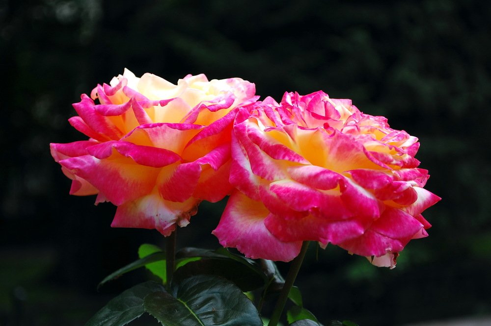 Роза алма ата фото и описание