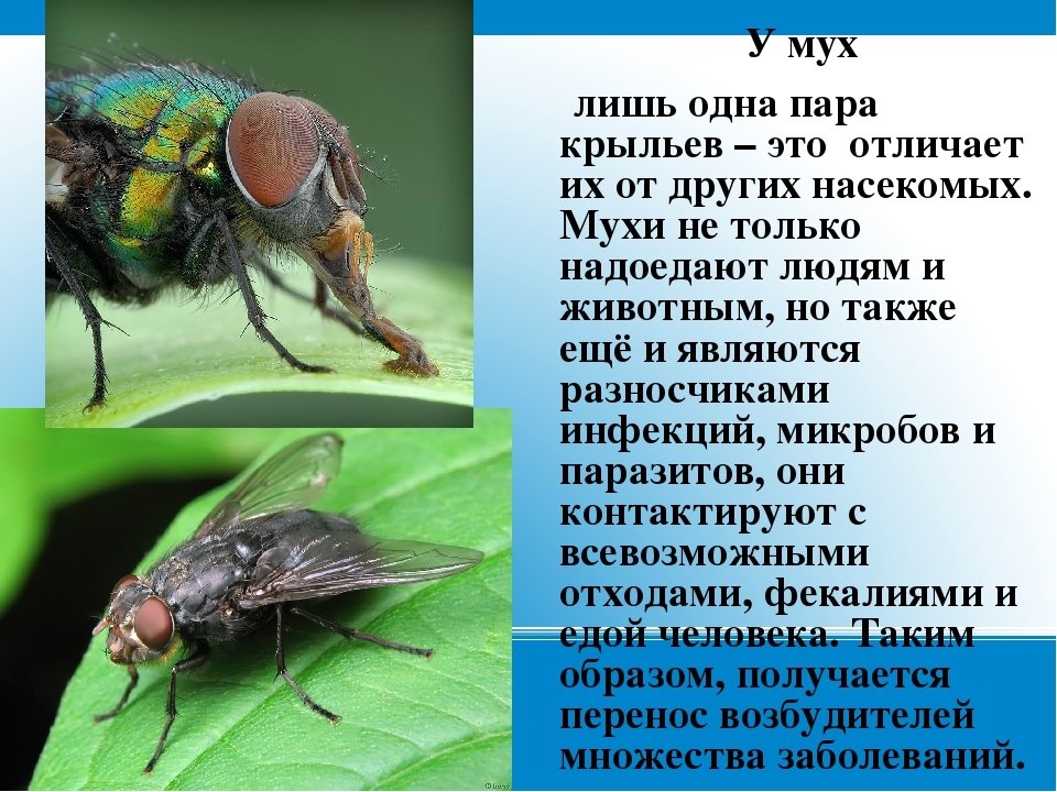 Закон мухи