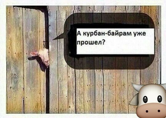 Днем учителя, прикольные картинки на курбан байрам