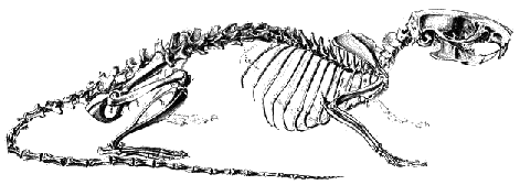 Рисунок крысы внешнее строение