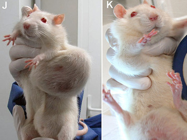 Крысы после питания ГМО