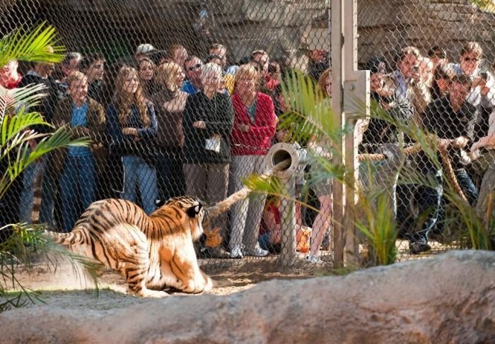 посоревноваться в перетягивании каната со взрослым тигром: как одному человеку, так и сразу "в несколько рук"