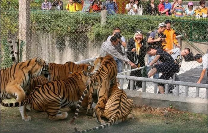 посоревноваться в перетягивании каната со взрослым тигром: как одному человеку, так и сразу "в несколько рук"