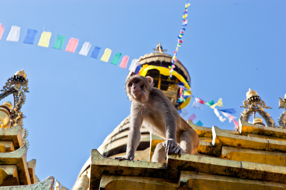 обезьяны вокруг Ступы Сваямбху