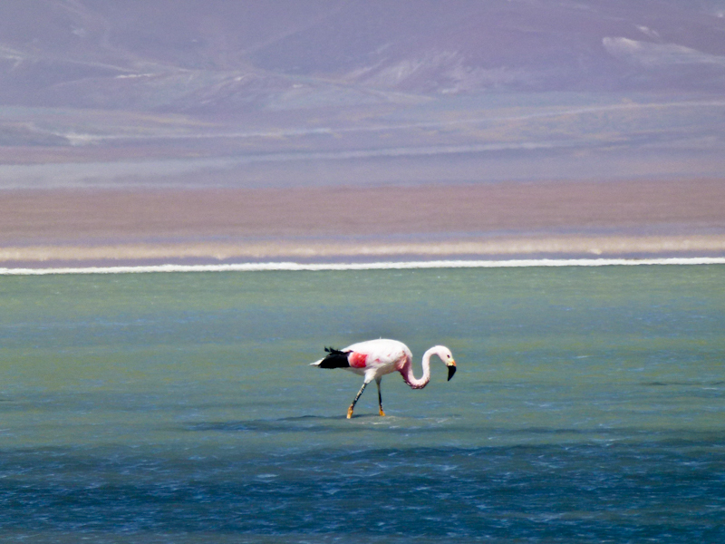 фламинго в лагуне Санта Роса