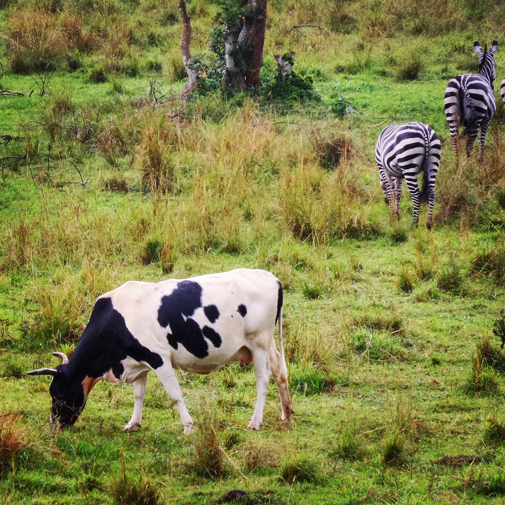 Зебры в Уганде