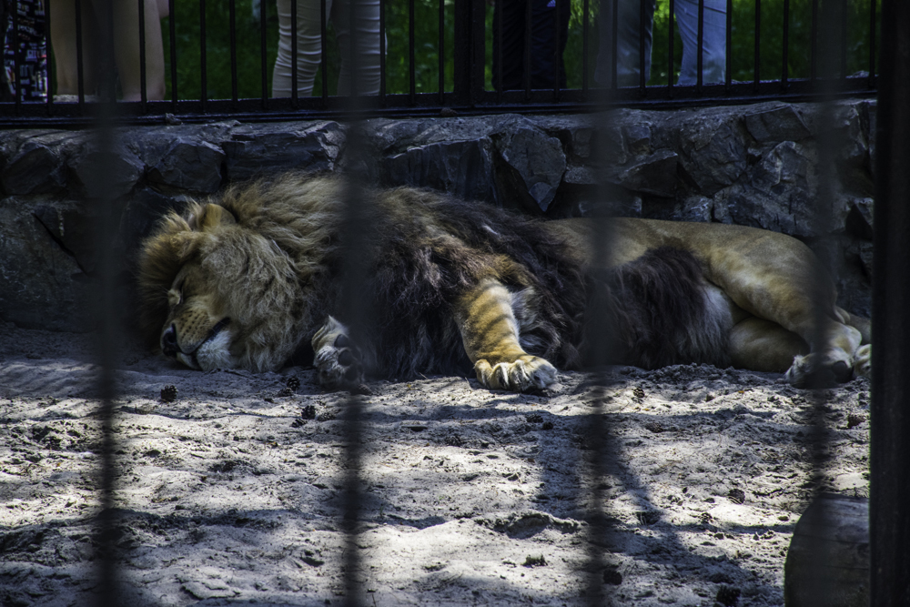 лигр в Новосибирском зоопарке