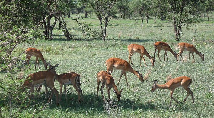 нац.парк Нгоронгоро, Танзания