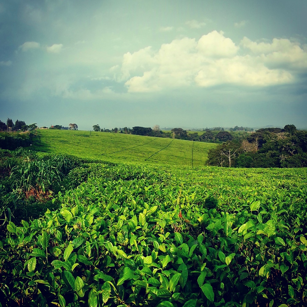 чайные плантации в Уганде