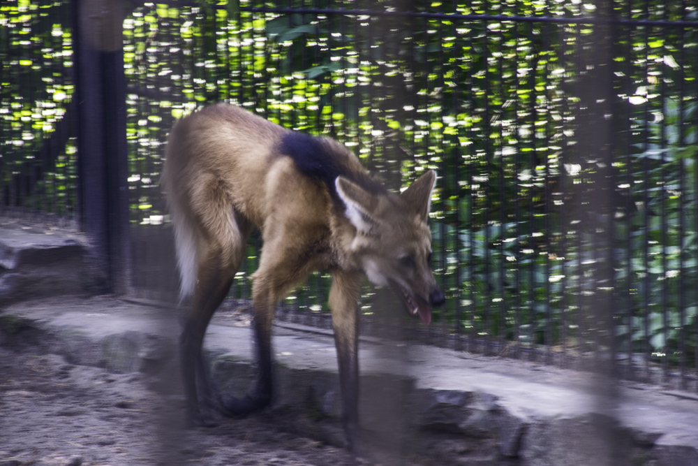 гривистый волк в Новосибирском зоопарке