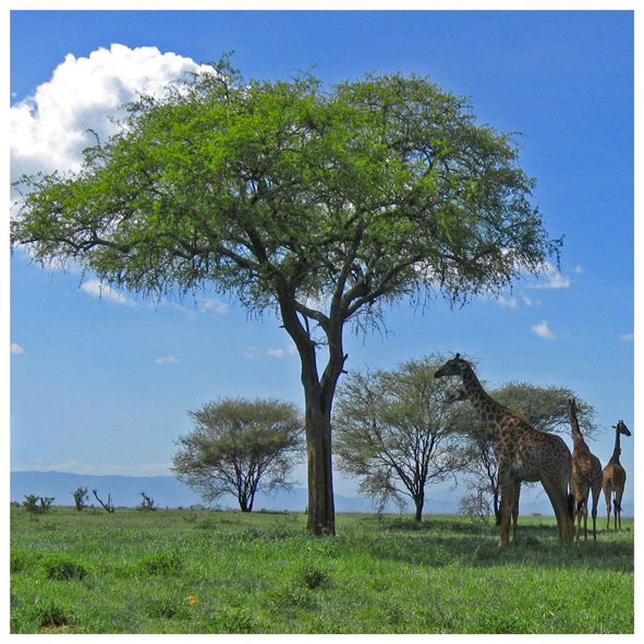 Африка, Танзания, нацпарк Тарангири