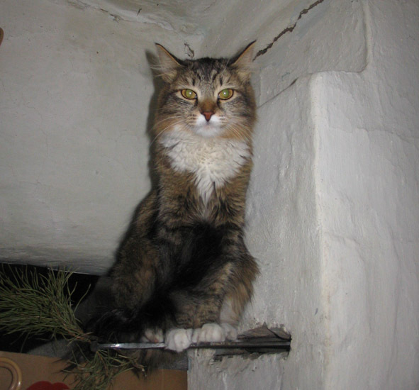 Коте в деревне Чирга, Алтай