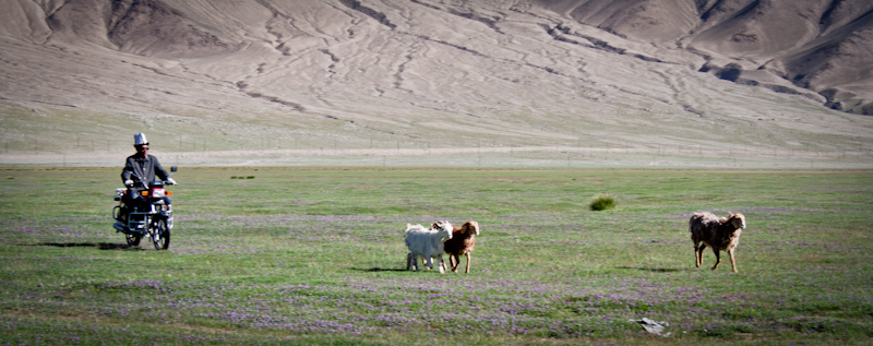 киргизские пастухи