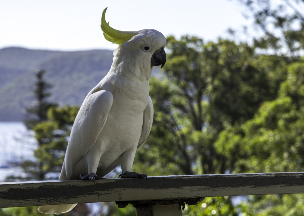 Большой какаду. Большой желтохохлый Какаду. Малый желтохохлый Какаду. Австралийский Какаду. Белый попугай Какаду.