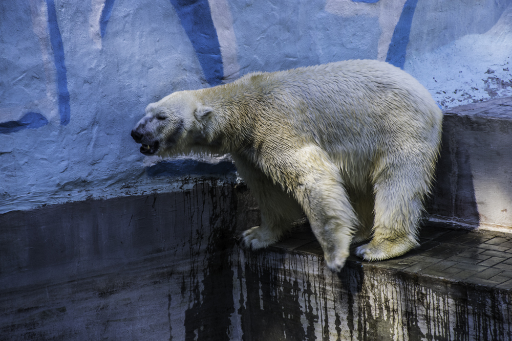 белый медведь в Новосибирском зоопарке