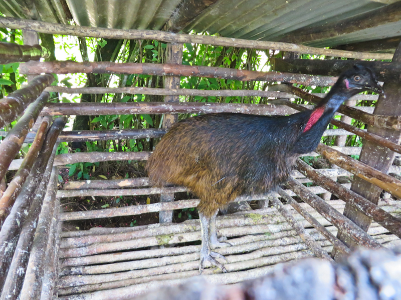 казуар Маунт-Хаген Папуа Новая Гвинея