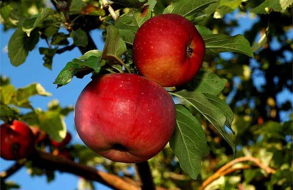 Алматинский аорт сорт яблок яблоко