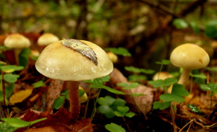 грибы осень лес горы Алматы грибы в Алматы