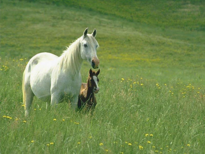 Жеребенок белой лошади ребенок