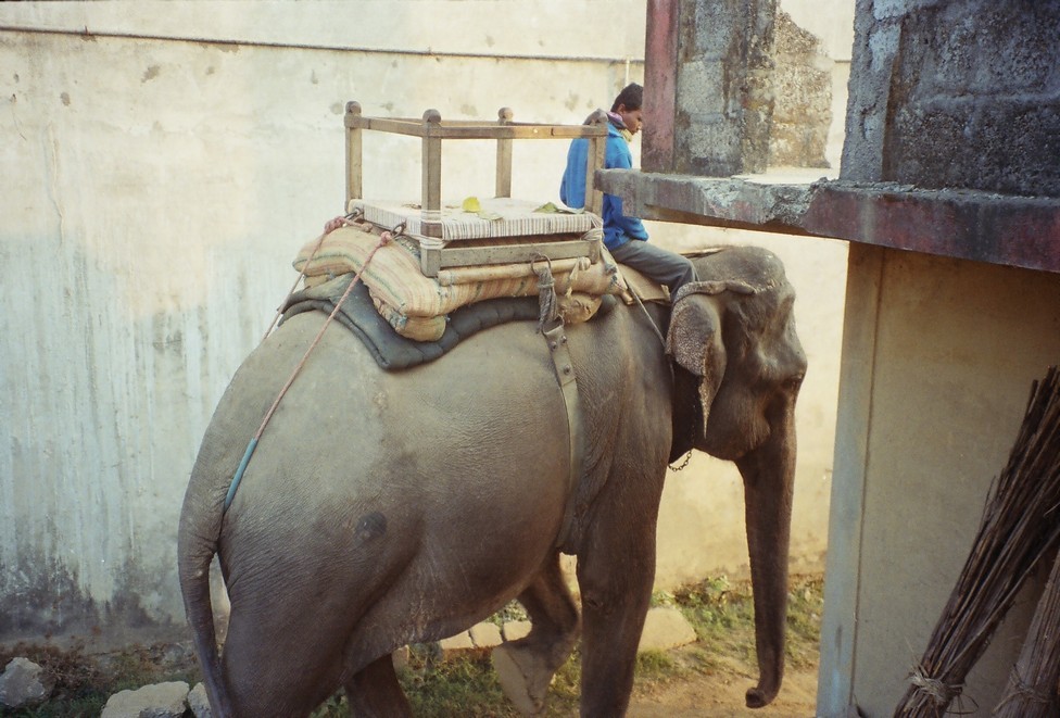 сафари на слоне в Читване