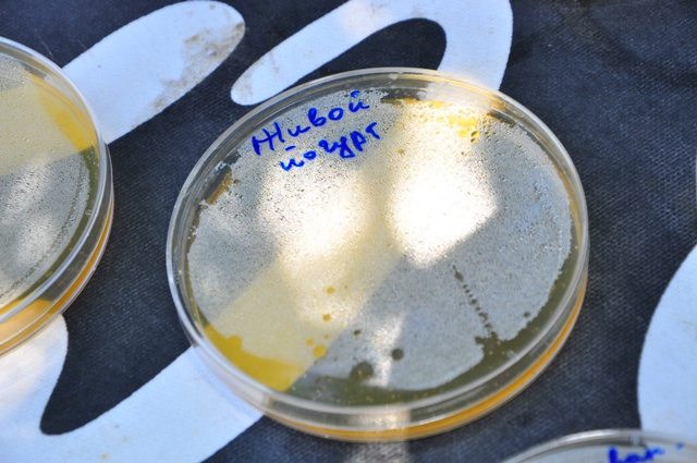 В этой баночке можно было рассмотреть колонии кисломолочных бактерии, которые и "оживляют" йогурт