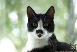 кот похожий на Гитлера