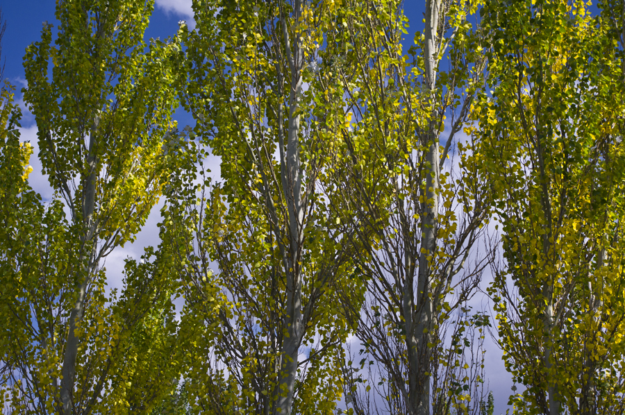 Осокорь дерево фото википедия