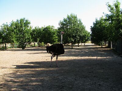 фото luginka, страусинная ферма 