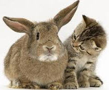 2011 год какого животного зайца, кролика или котэ ?