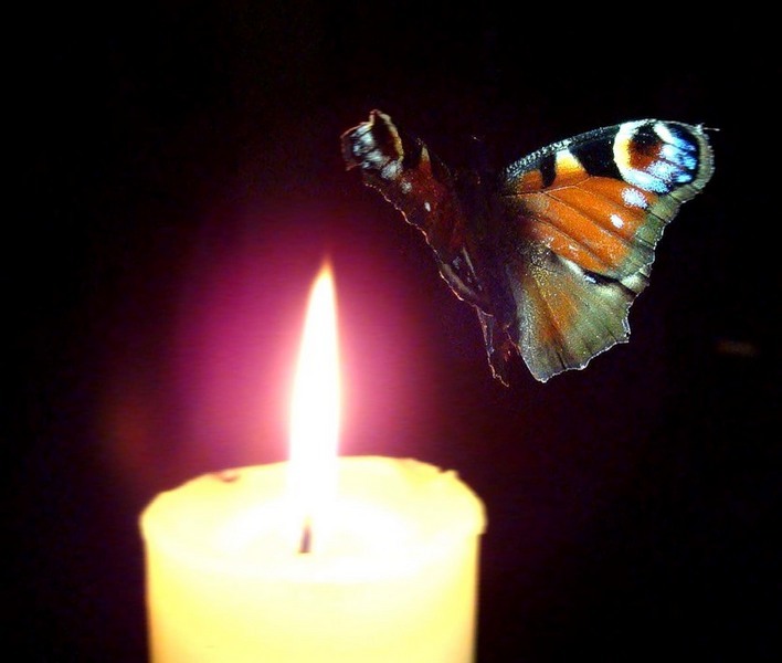 бабочка и свеча