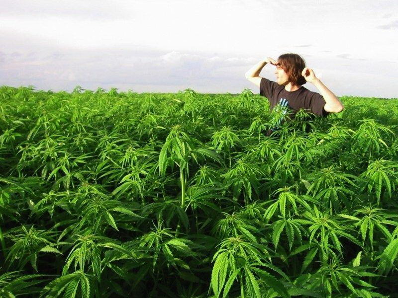 Выращивание марихуаны в казахстане какой срок за хранение конопли