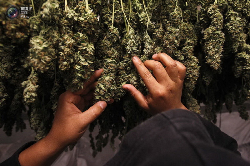 законно ли выращивать марихуану дома