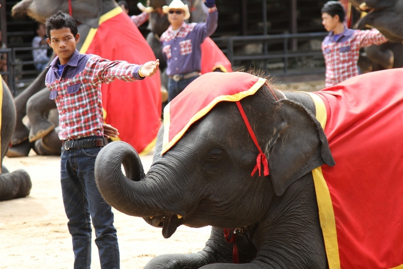 Тайский слон Таиланд Паттайя pattaya