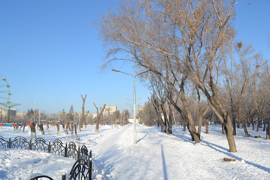 Загадка природы - справа от дорожки здоровые дервья, а слева - вдруг внезапно заболели, аж пришлось спилить