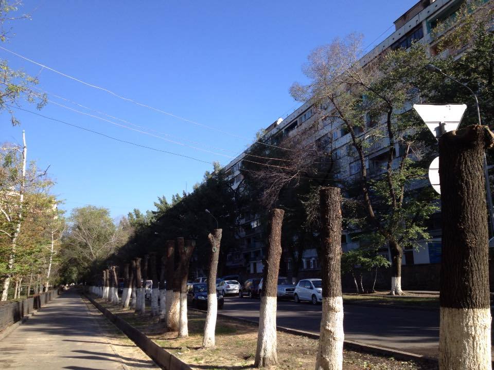 Топпинг здоровых деревьев на улице Молдагуловой