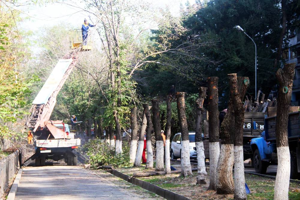 Топпинг здоровых деревьев на улице Молдагуловой в Алматы