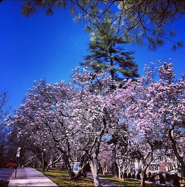 Вишневый сад на кампусе Принстонского университета. 19 марта 2012 года