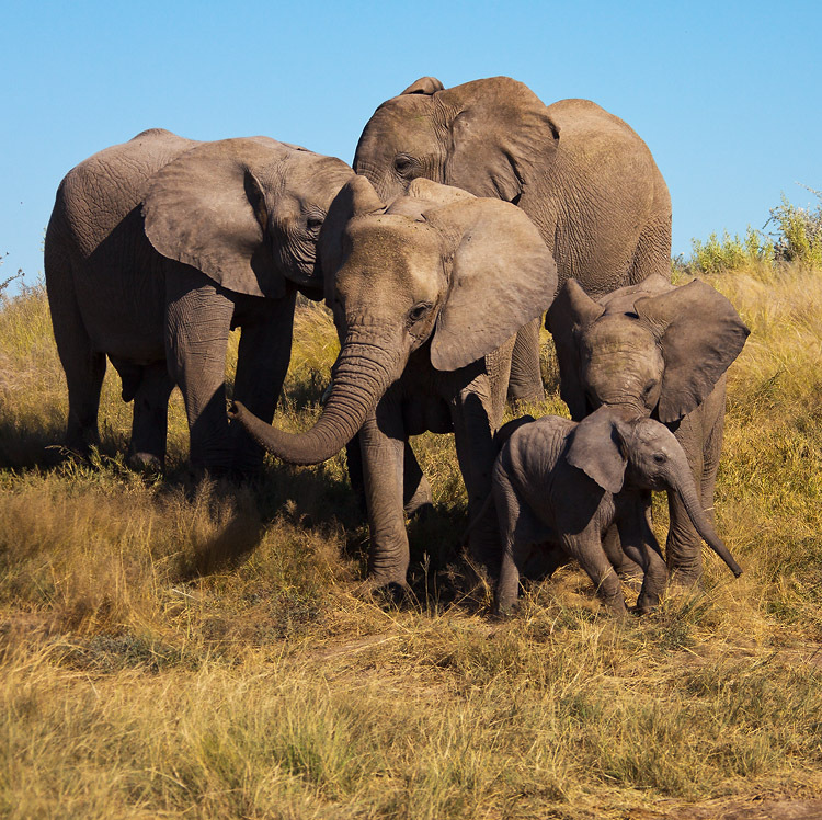 Семейство слоновых