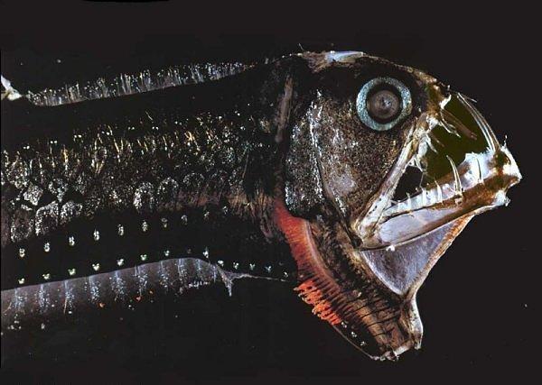 Рыба кенжа: интересная информация и особенности вида