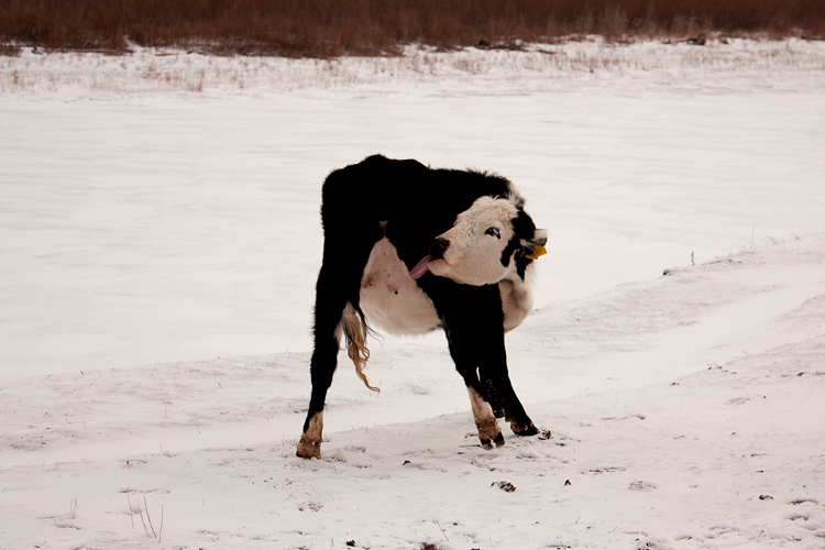 молодая корова